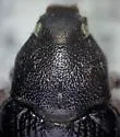 Strigoderma teapensis - photo 2