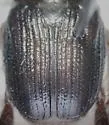 Strigoderma teapensis - photo 5