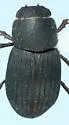 Strigodius robinsoni - Strigodius robinsoni