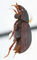 Strigodius robinsoni - photo 3
