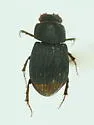 Strigodius robinsoni - photo 5