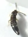 Strigota ambigua