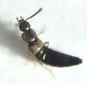 Strigota ambigua - photo 2