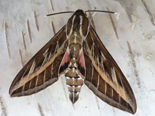 Striped Hawk-moth