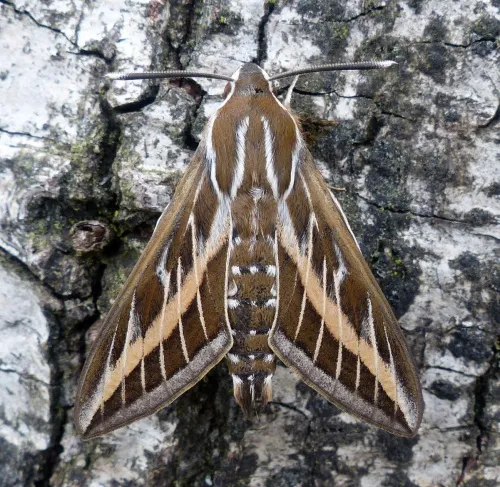 Striped Hawk-moth - photo 2