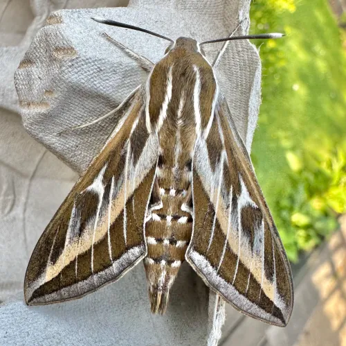 Striped Hawk-moth - photo 3