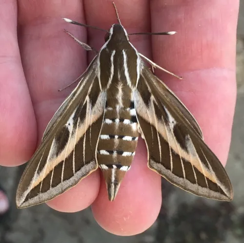 Striped Hawk-moth - photo 4