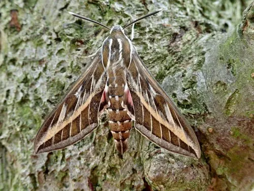 Striped Hawk-moth - photo 5