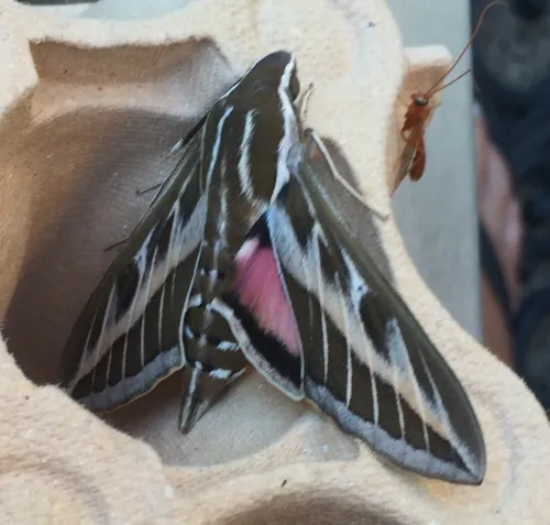 Striped Hawk-moth - photo 6