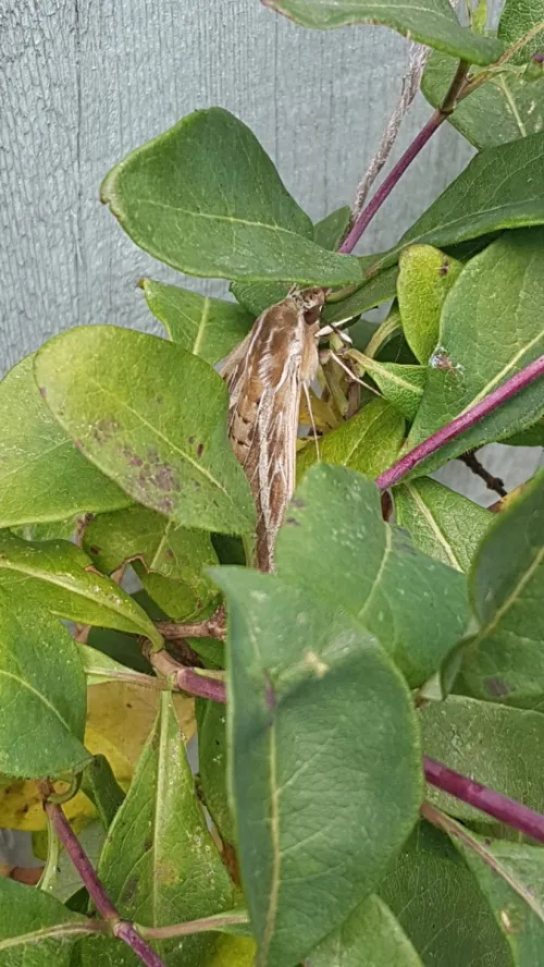 Striped Hawk-moth - photo 7