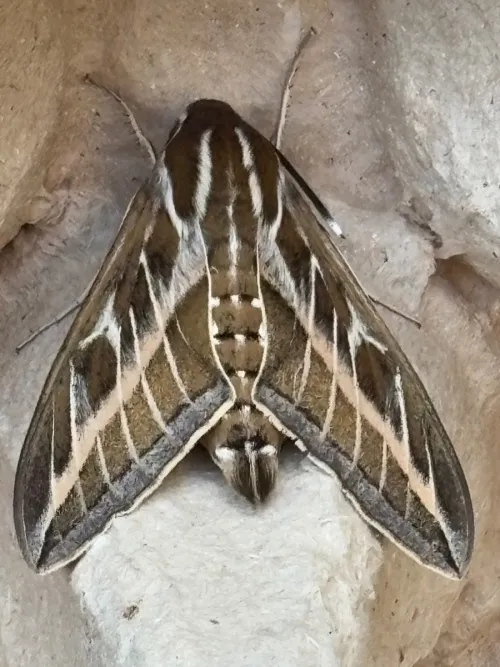 Striped Hawk-moth - photo 8