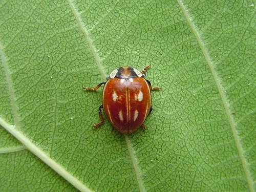 Striped Ladybird