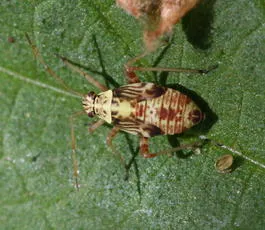 Striped Oak Bug - photo 2