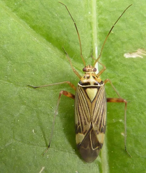 Striped Oak Bug - photo 3