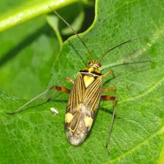 Striped Oak Bug - photo 4
