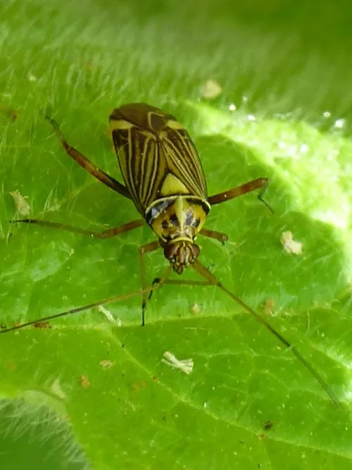 Striped Oak Bug - photo 5