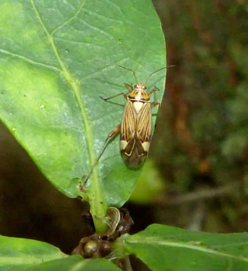 Striped Oak Bug - photo 6