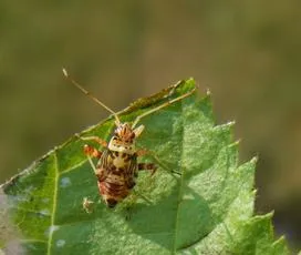 Striped Oak Bug - photo 7