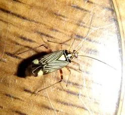 Striped Oak Bug - photo 8