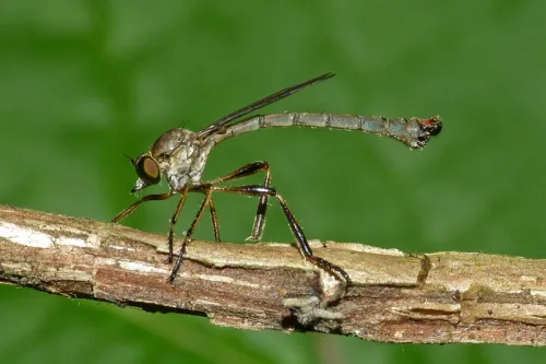 Striped Slender Robberfly