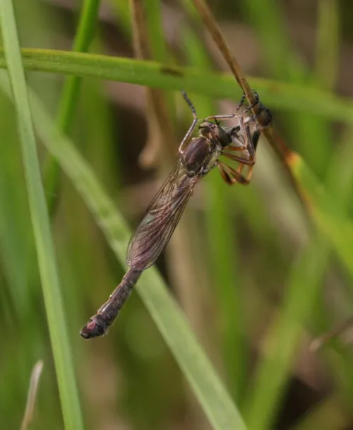 Striped Slender Robberfly - photo 2