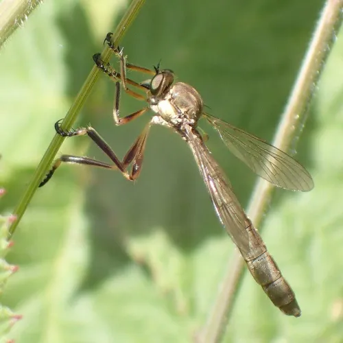 Striped Slender Robberfly - photo 3