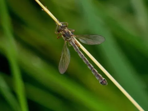 Striped Slender Robberfly - photo 4