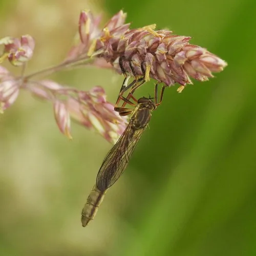 Striped Slender Robberfly - photo 5