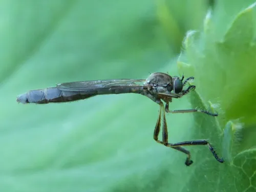 Striped Slender Robberfly - photo 7