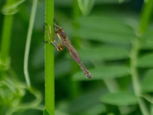 Striped Slender Robberfly - photo 8