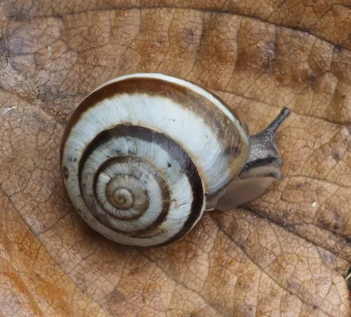 Striped Snail