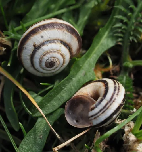 Striped Snail - photo 2