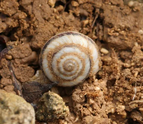 Striped Snail - photo 3