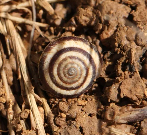 Striped Snail - photo 4