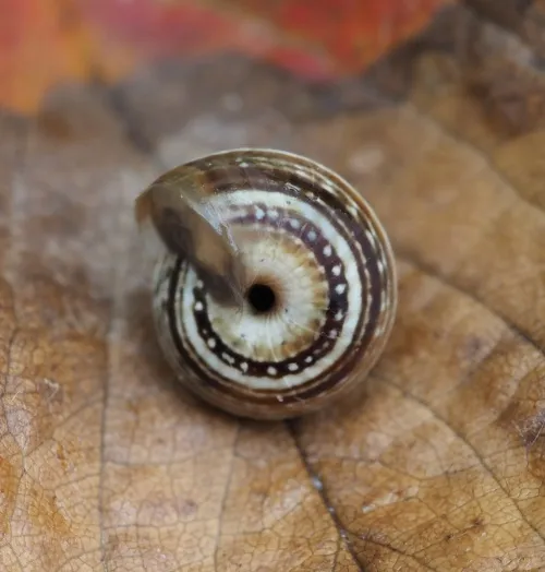 Striped Snail - photo 5