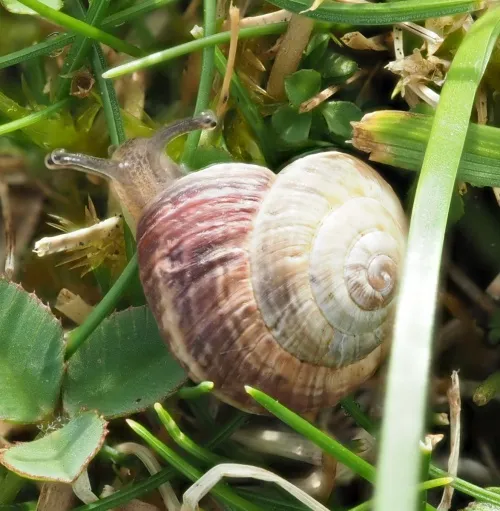 Striped Snail - photo 6