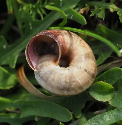 Striped Snail - photo 7
