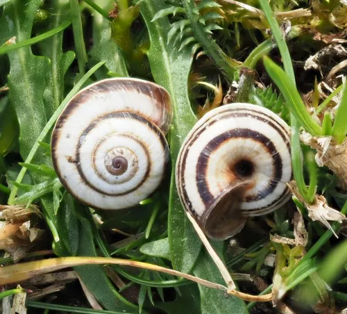 Striped Snail - photo 8