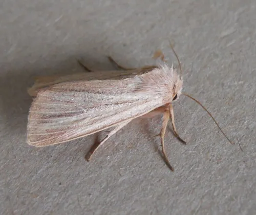 Striped Wainscot