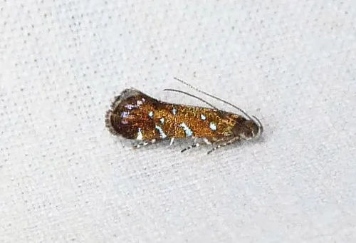 Strobisia iridipennella - Hodges#2253