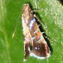 Strobisia proserpinella - Hodges#2254 - photo 2