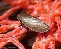 Stroggylocephalus mixtus - photo 2
