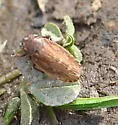 Stroggylocephalus mixtus - photo 4
