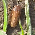 Stroggylocephalus mixtus - photo 5
