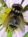 Strongygaster didyma - Strongygaster didyma