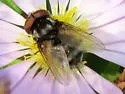 Strongygaster didyma - photo 2