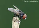 Strongygaster triangulifera