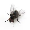 Strongygaster triangulifera - photo 2