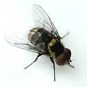 Strongygaster triangulifera - photo 3
