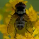 Strongygaster triangulifera - photo 4